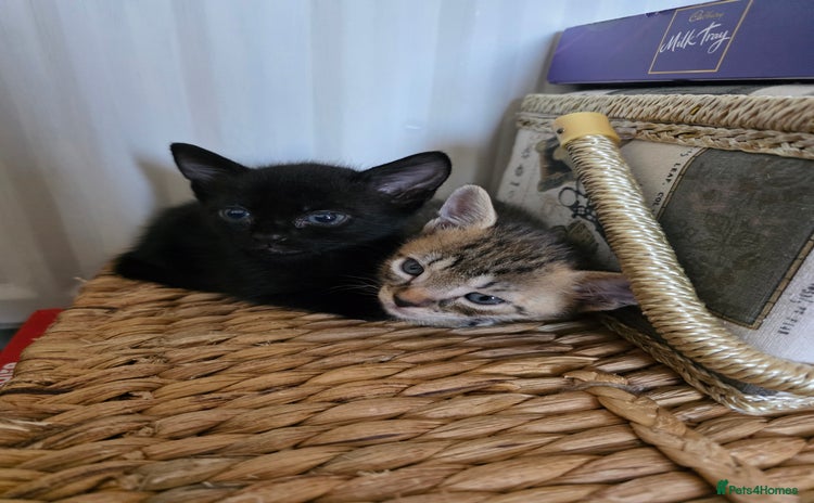 Mixed Breed cats in Stockbridge - Advert 14