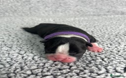 Boston Terrier dogs for sale: 🌟High Quality chunky KC Boston Terrier Puppies🌟 - Image 7