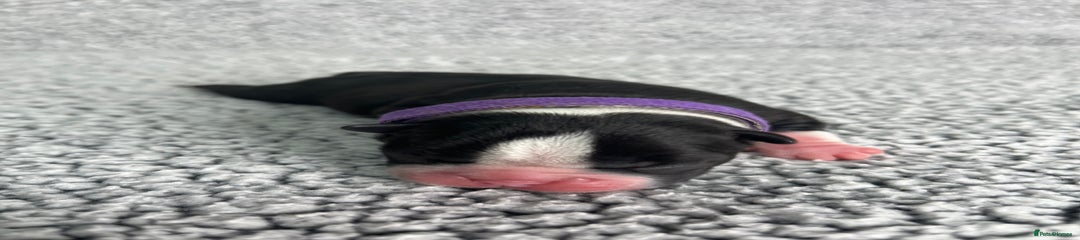Boston Terrier Puppy 6
