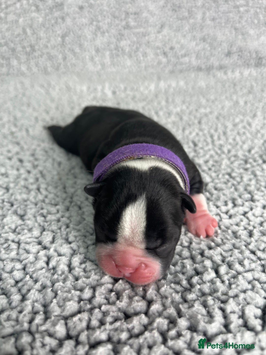 Boston Terrier dogs for sale: 🌟High Quality chunky KC Boston Terrier Puppies🌟 - Image 7