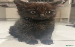 British Longhair cats for sale: Black/Brown boy kittens - Image 4
