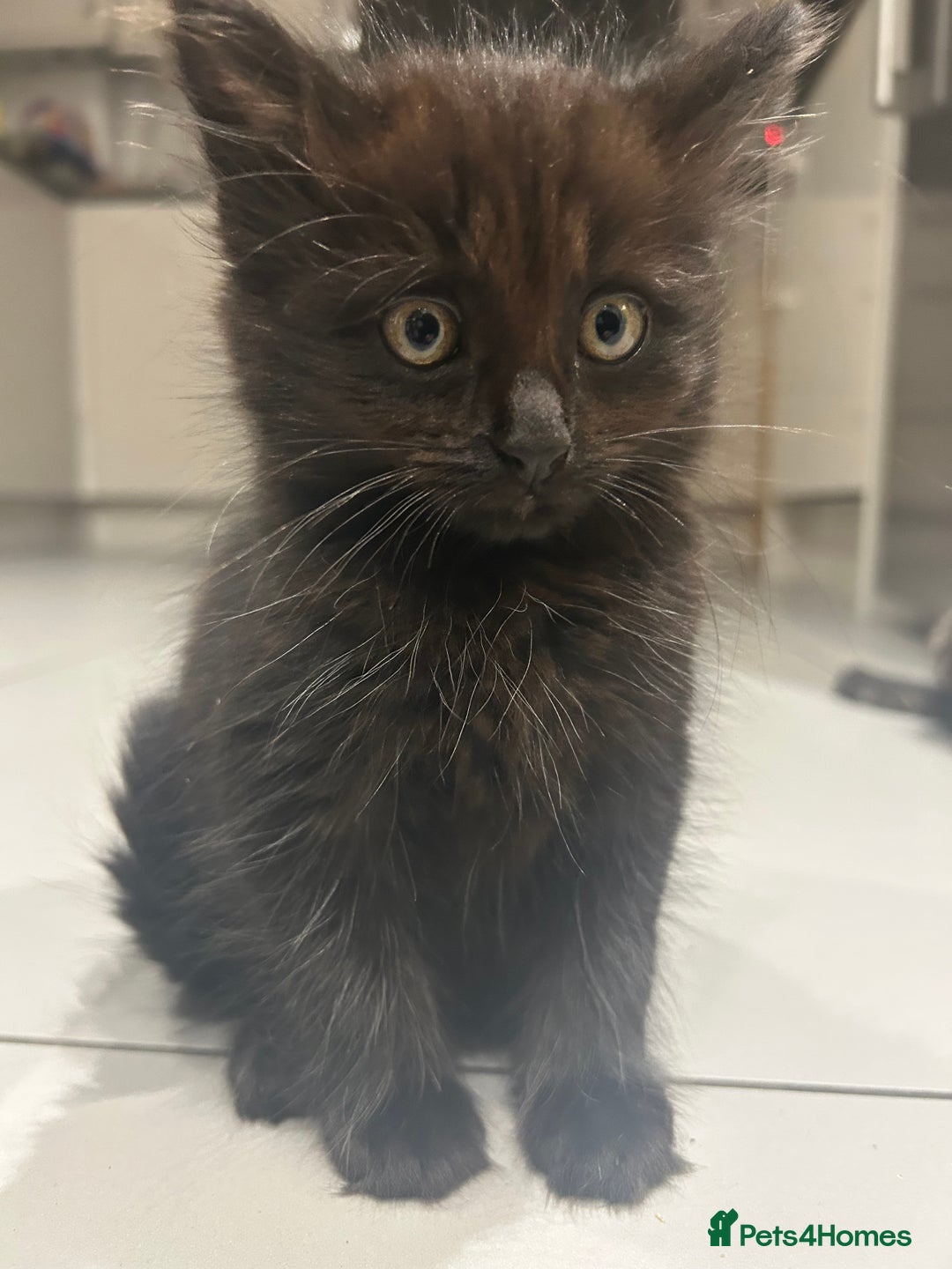 British Longhair cats for sale: Black/Brown boy kittens - Image 4