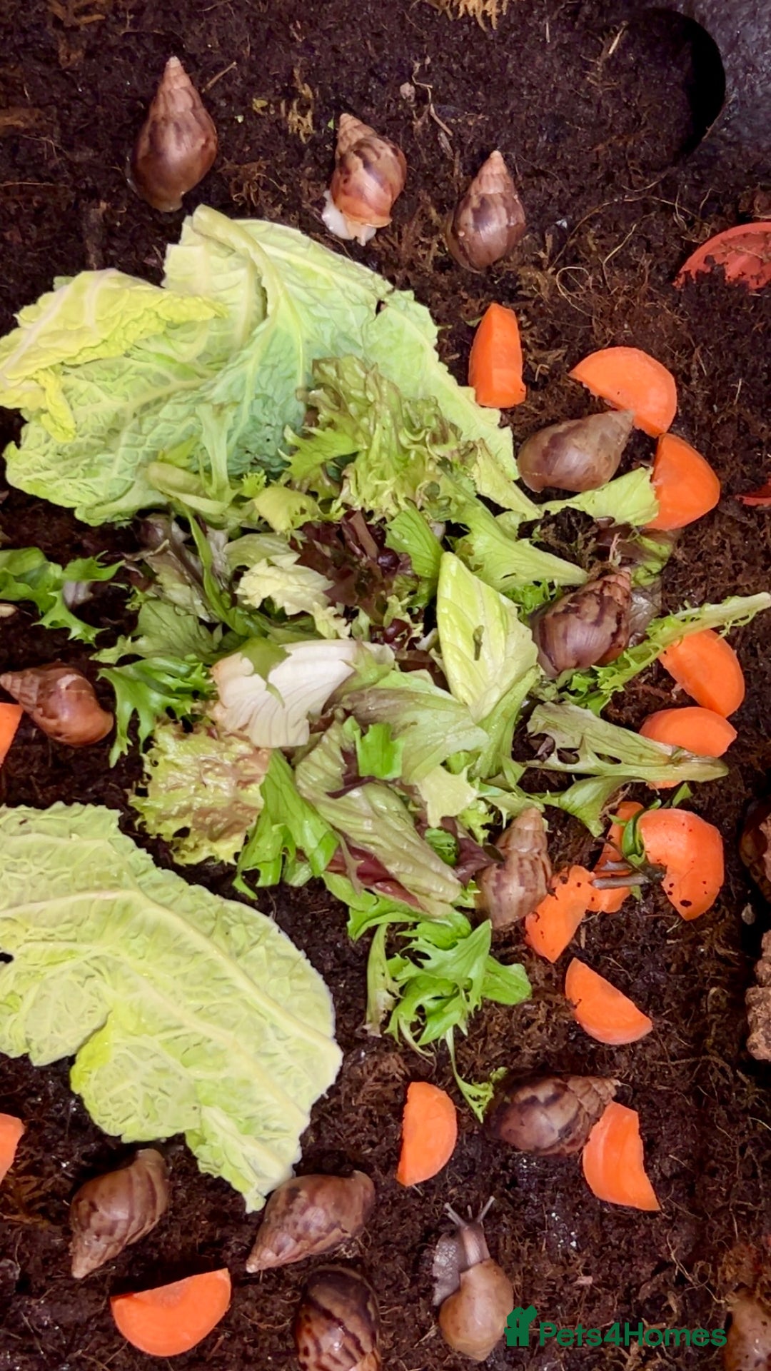 Snails invertebrates for sale: 🐌 Giant African Land Snail Babies 🐌  - Advert 4