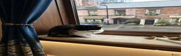 Mixed Breed cats for sale: cute cat in Sheffield - Advert 8
