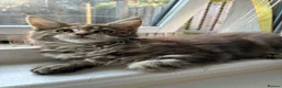 Maine Coon cats for sale: Maine coon kittens  - Advert 5