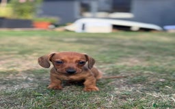 Dachshund dogs for sale: Beautiful Miniature dachshund puppies  - Image 21