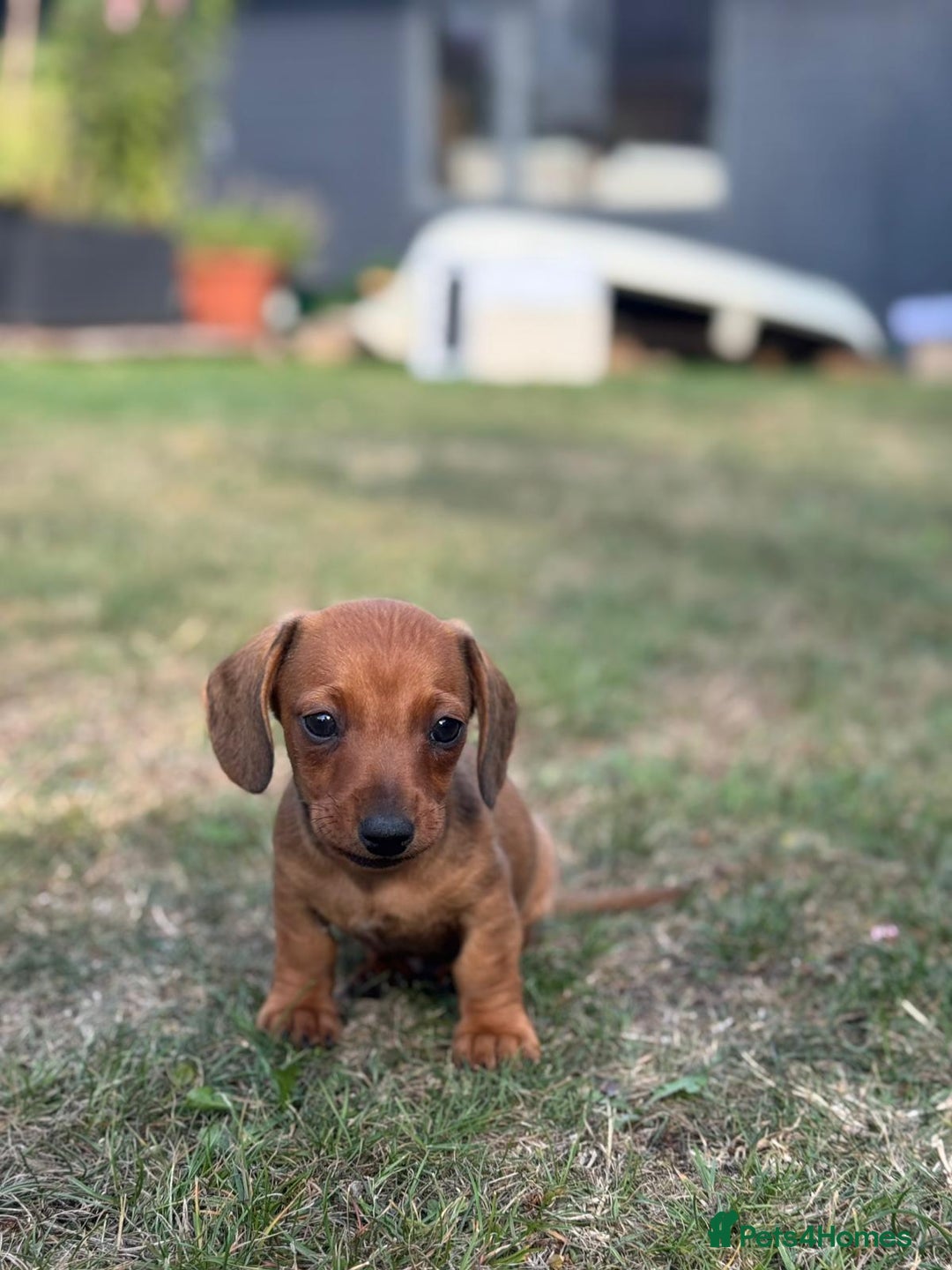 Dachshund dogs for sale: Beautiful Miniature dachshund puppies  - Image 21