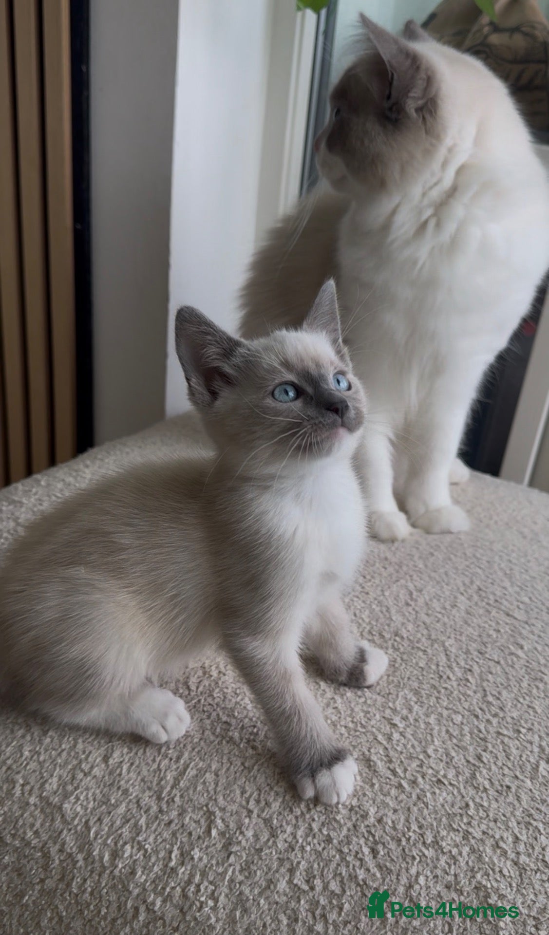 Tonkinese cats Beautiful&Very Affectionate Tonkinese×ragdoll 🩷  - Advert 1