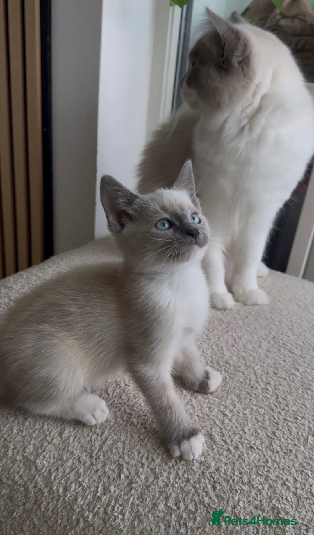 Tonkinese cats for sale: Beautiful&Very Affectionate Tonkinese×ragdoll 🩷  - Advert 1