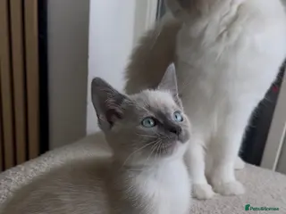 Tonkinese cats Beautiful&Very Affectionate Tonkinese×ragdoll 🩷 - Advert 1