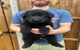 German Shepherd dogs for sale: KC FEMALE GSD PUPPIES - Image 1