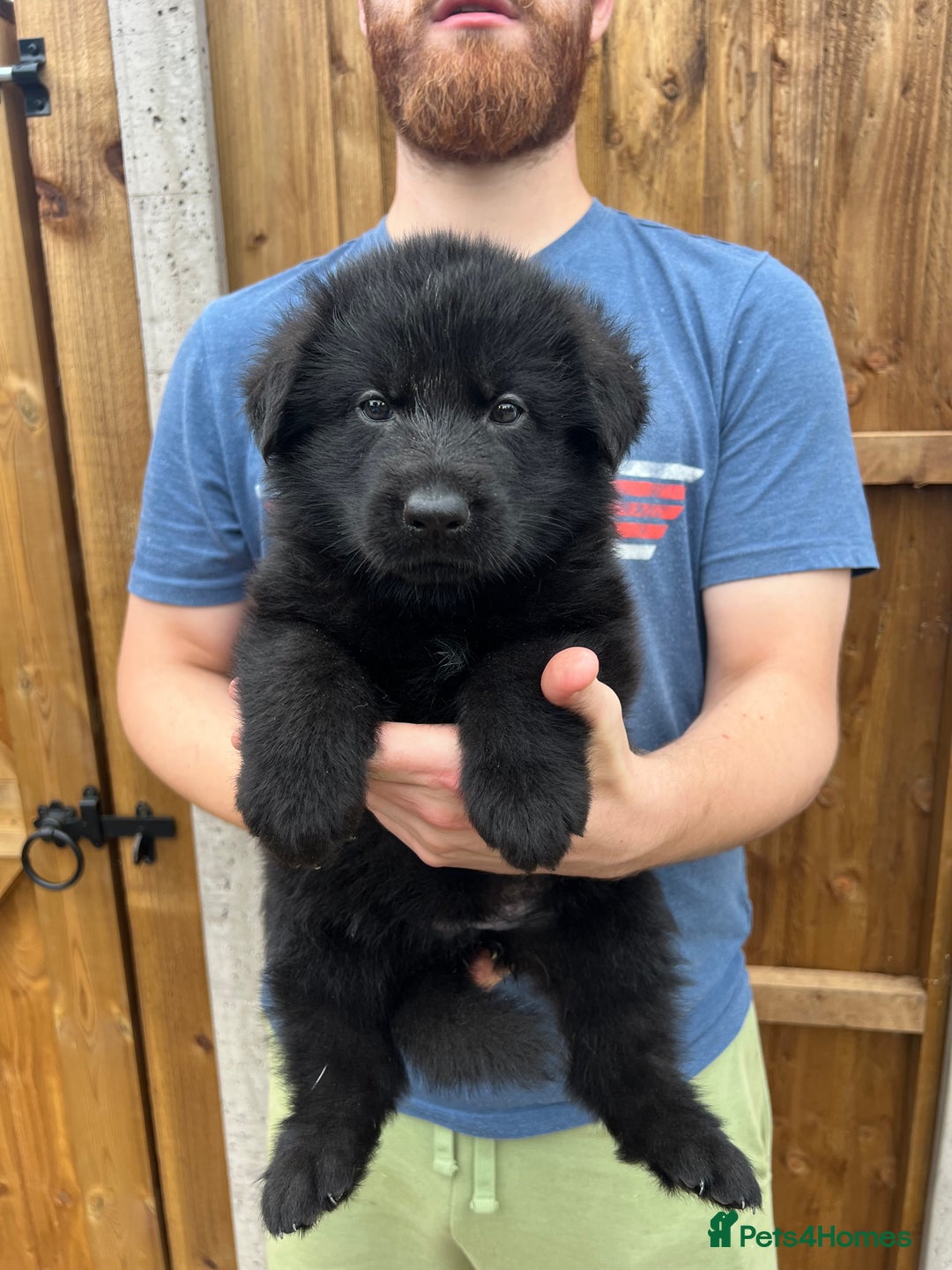 German Shepherd dogs for sale: KC FEMALE GSD PUPPIES - Image 1