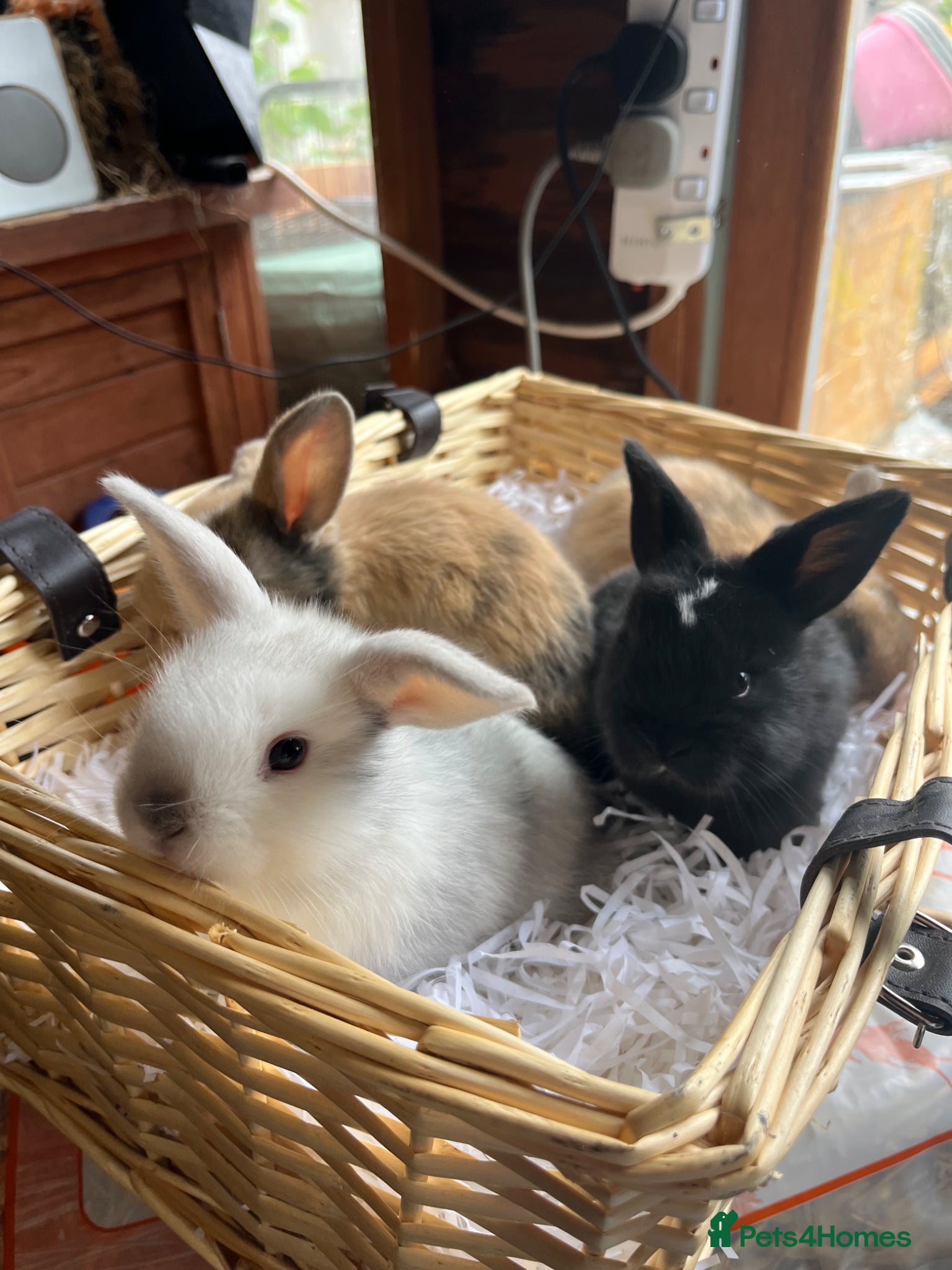 Mini Lop rabbits for sale: Early Summer 2026 - Advert 1