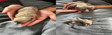 Whippet 1
