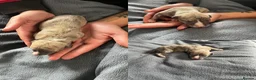 Whippet dogs for sale: KC whippet Puppies  - Advert 5