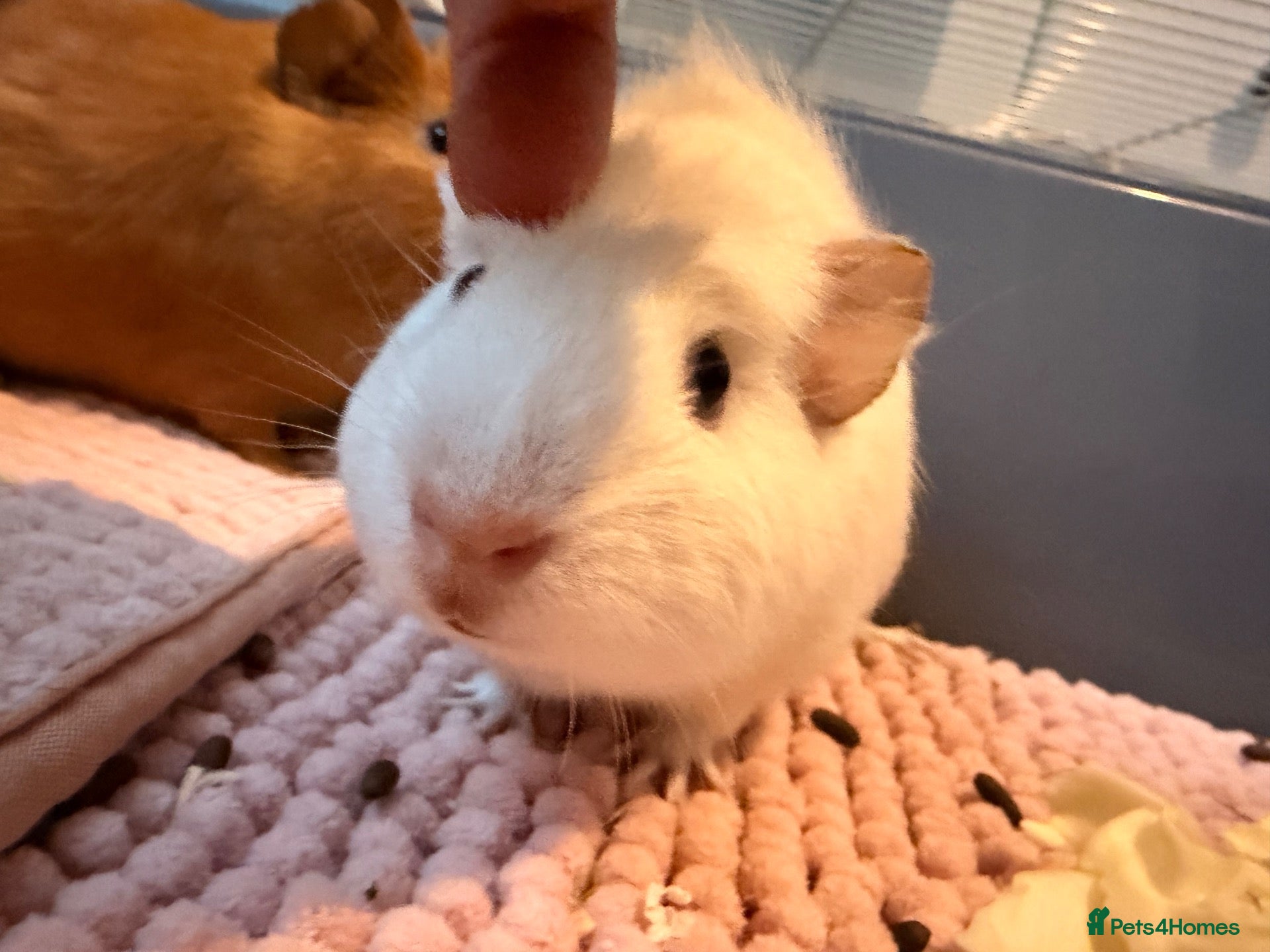 Guinea Pig rodents 2 Female guinea pigs (4 Months Old)  - Advert 18