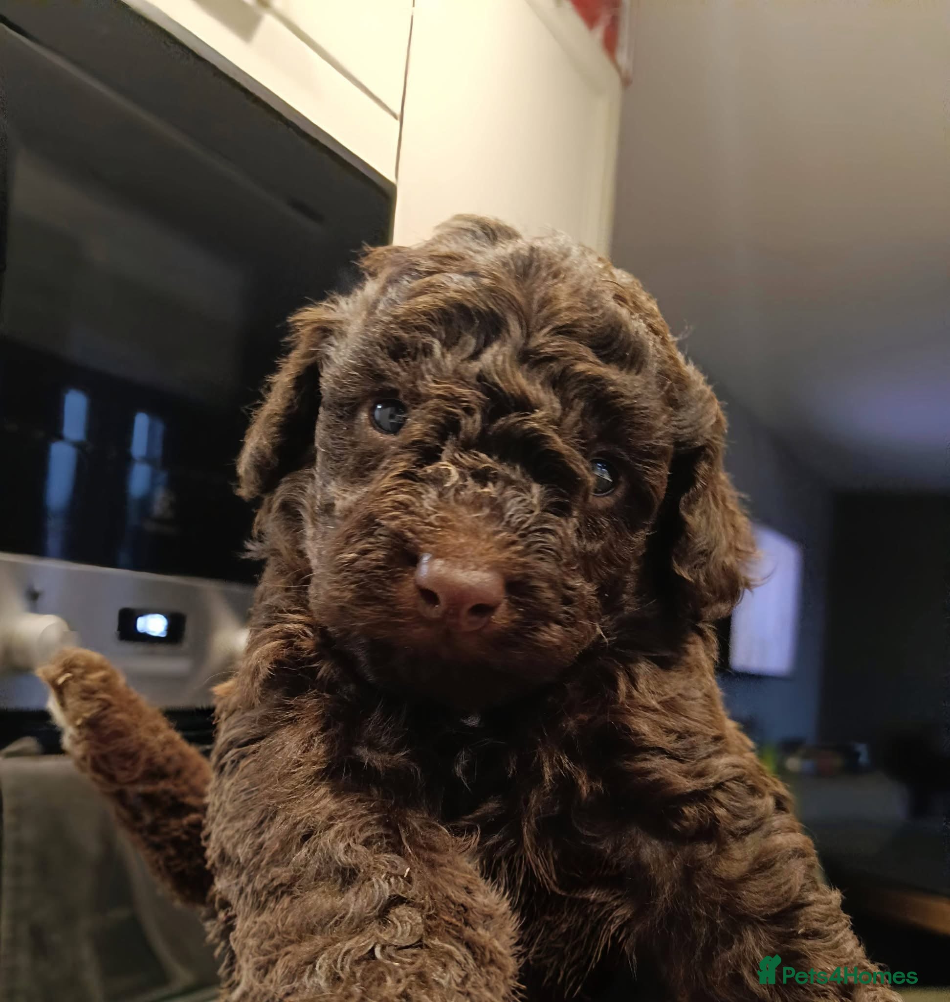 Toy Poodle dogs Chocolate tiny toy poodle only 1 left  - Advert 2