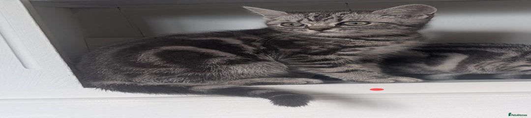 British Shorthair Kitten 2