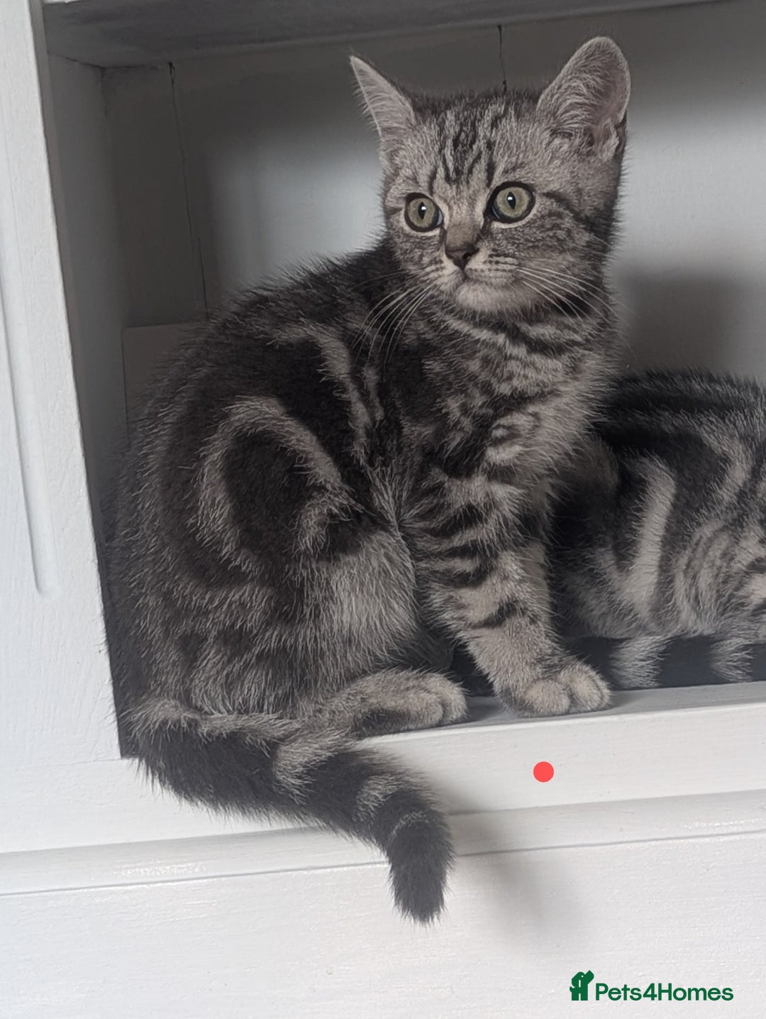 British Shorthair cats for sale: Classic British shorthair silver Tabby  - Image 3
