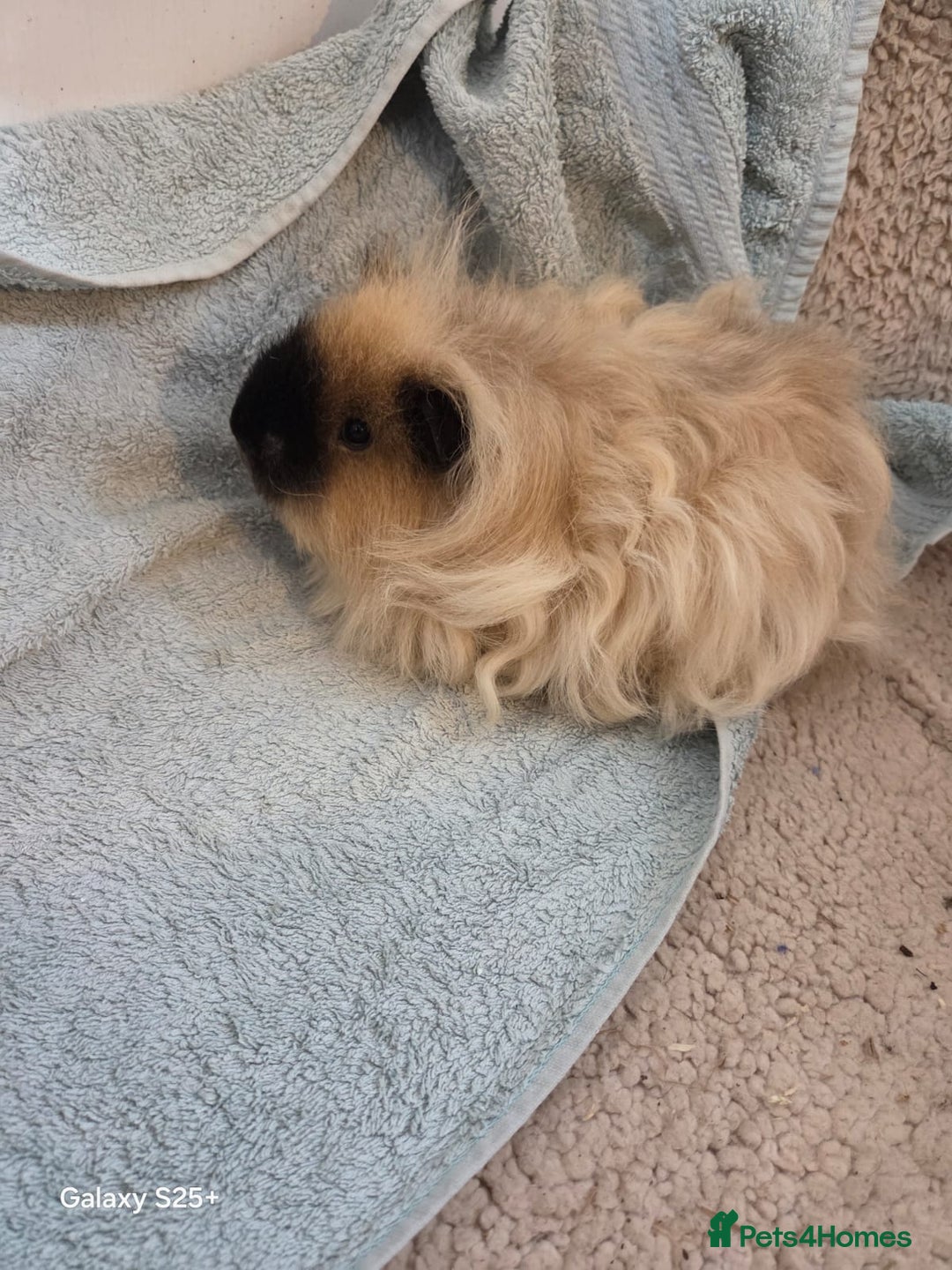 Guinea Pig rodents for sale: Texel Guinea pigs- Breeding Group - Advert 2