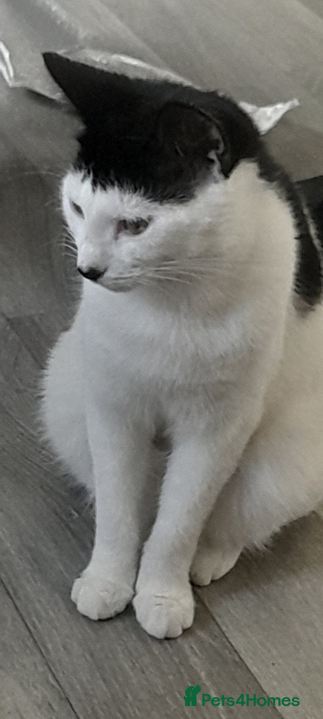 British Shorthair cats for sale: Paz the cat - Image 1