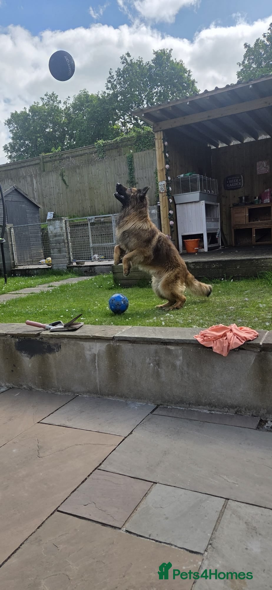 German Shepherd dogs Huge German shepherd for stud only  - Advert 1