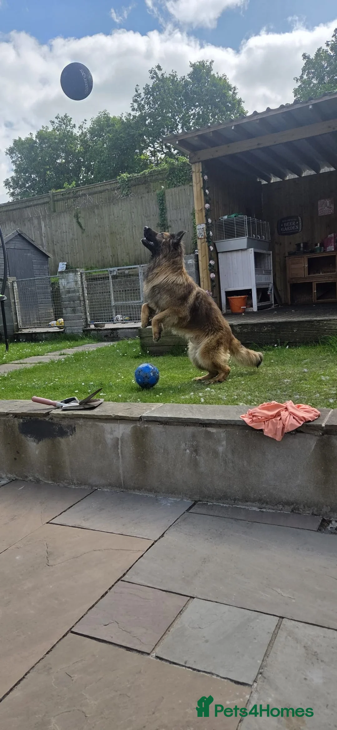 German Shepherd dogs for stud: Huge German shepherd for stud only  - Advert 1