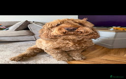 Cockapoo dogs for sale: Cockapoo - Image 3