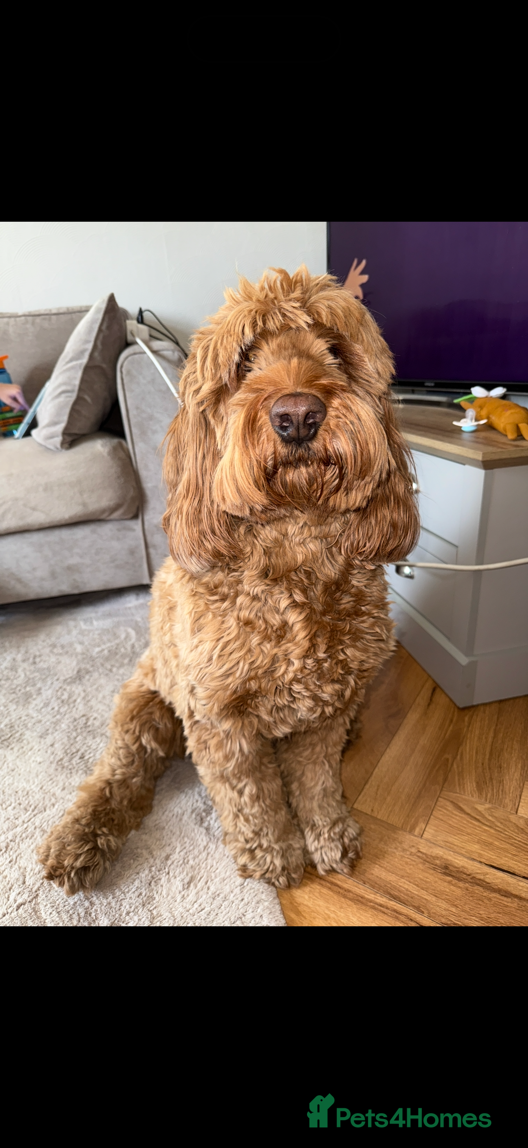 Cockapoo dogs for sale: Cockapoo - Image 3