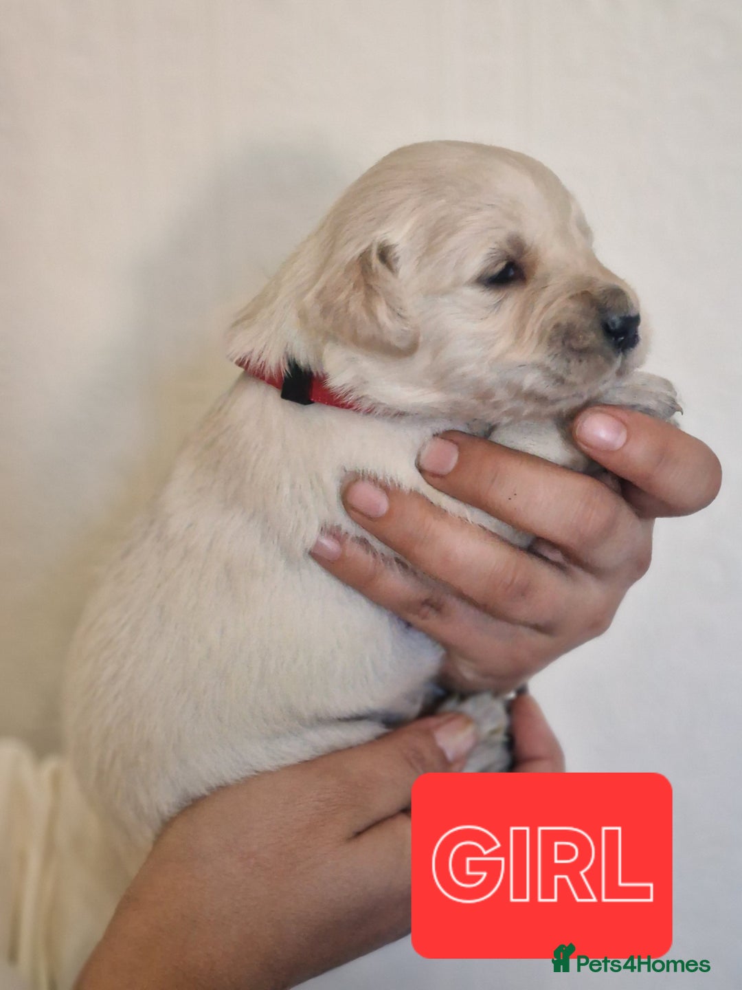 Golden Retriever dogs for sale: 🐾Pure Golden retrievers puppy🐾 - Image 11