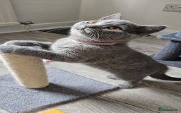 British Shorthair cats for sale: British Blue Shorthair - Image 13