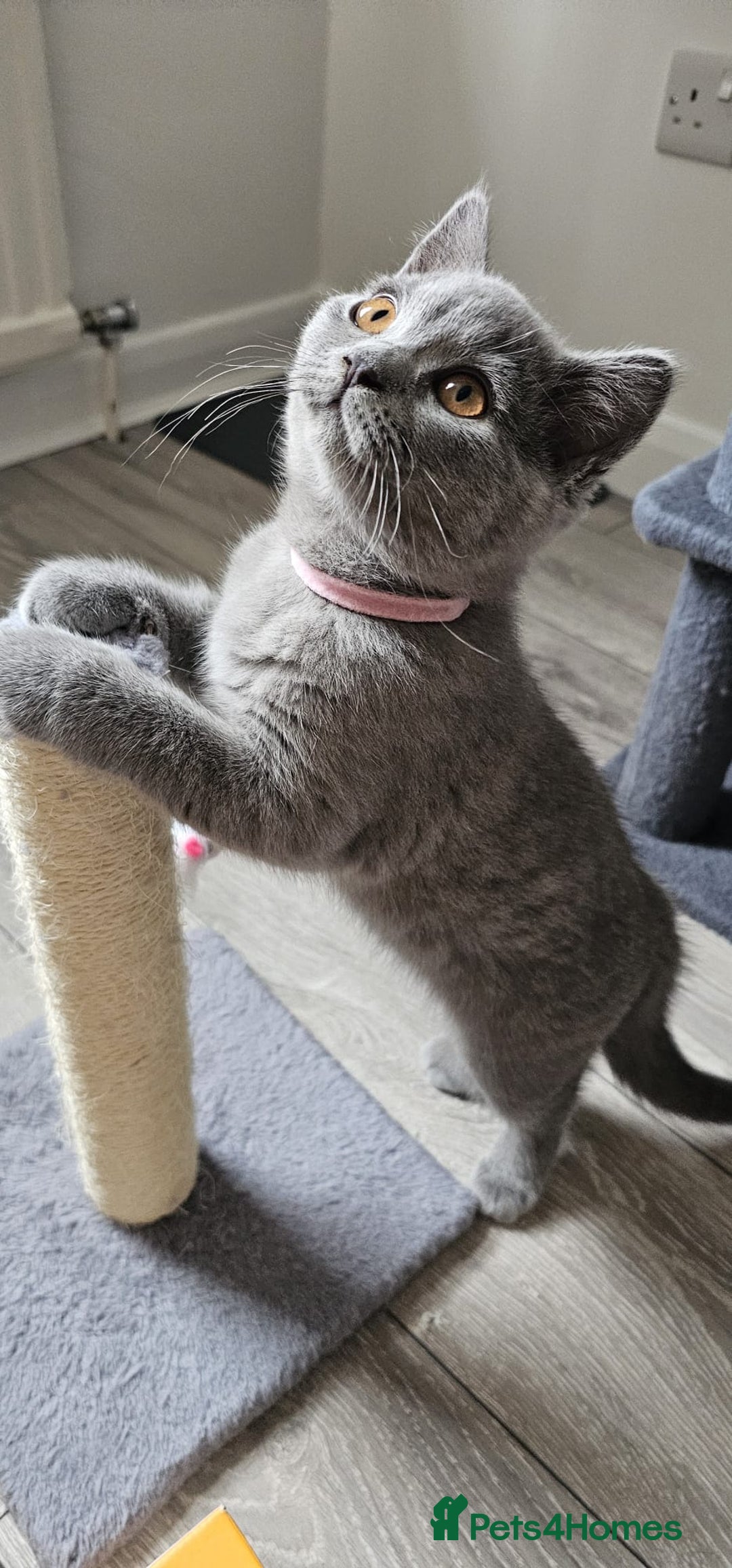 British Shorthair cats for sale: British Blue Shorthair - Image 13