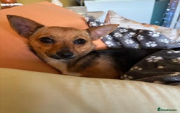 Mixed Breed dogs for sale: Chihuahua cross Jack Russell female  - Image 3