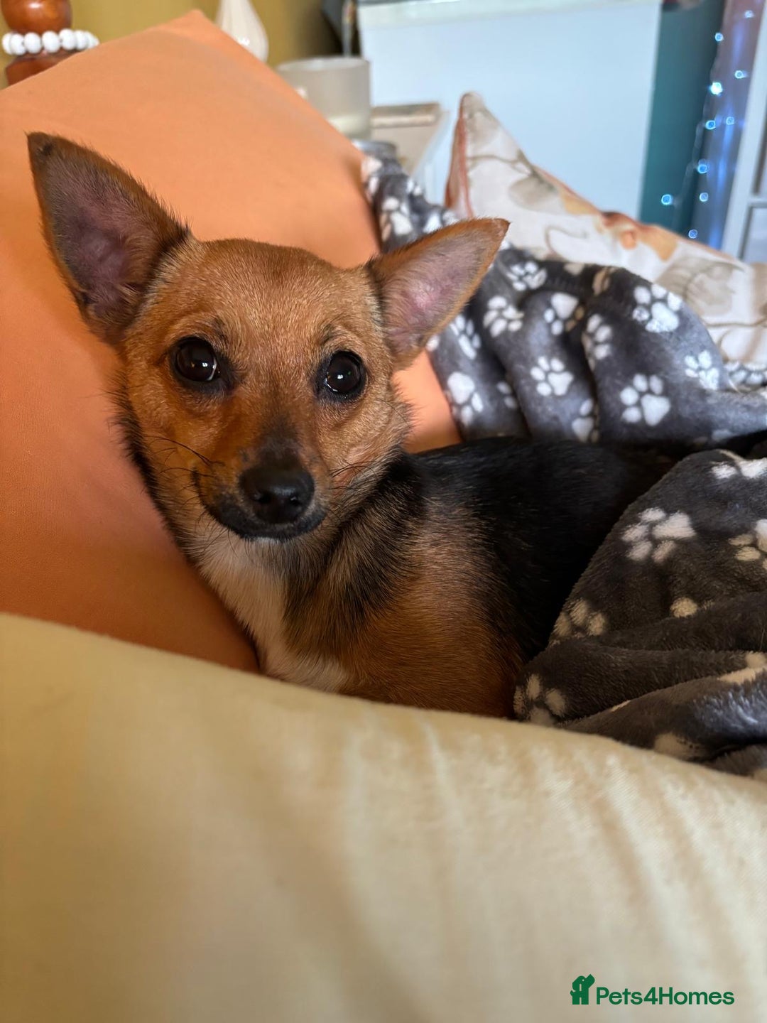 Mixed Breed dogs for sale: Chihuahua cross Jack Russell female  - Image 3