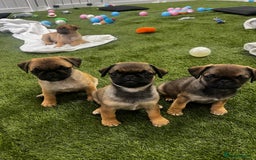 Pug dogs for sale: Full miniature panda pugs - Image 5
