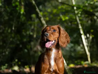 Cocker Spaniel dogs Cocker for stud not for sale in Stoke-on-Trent - Advert 17