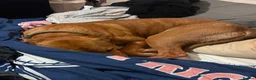Mixed Breed dogs for sale: Alfie- Mixed Breed Puppy 1yr 5months old - Advert 16