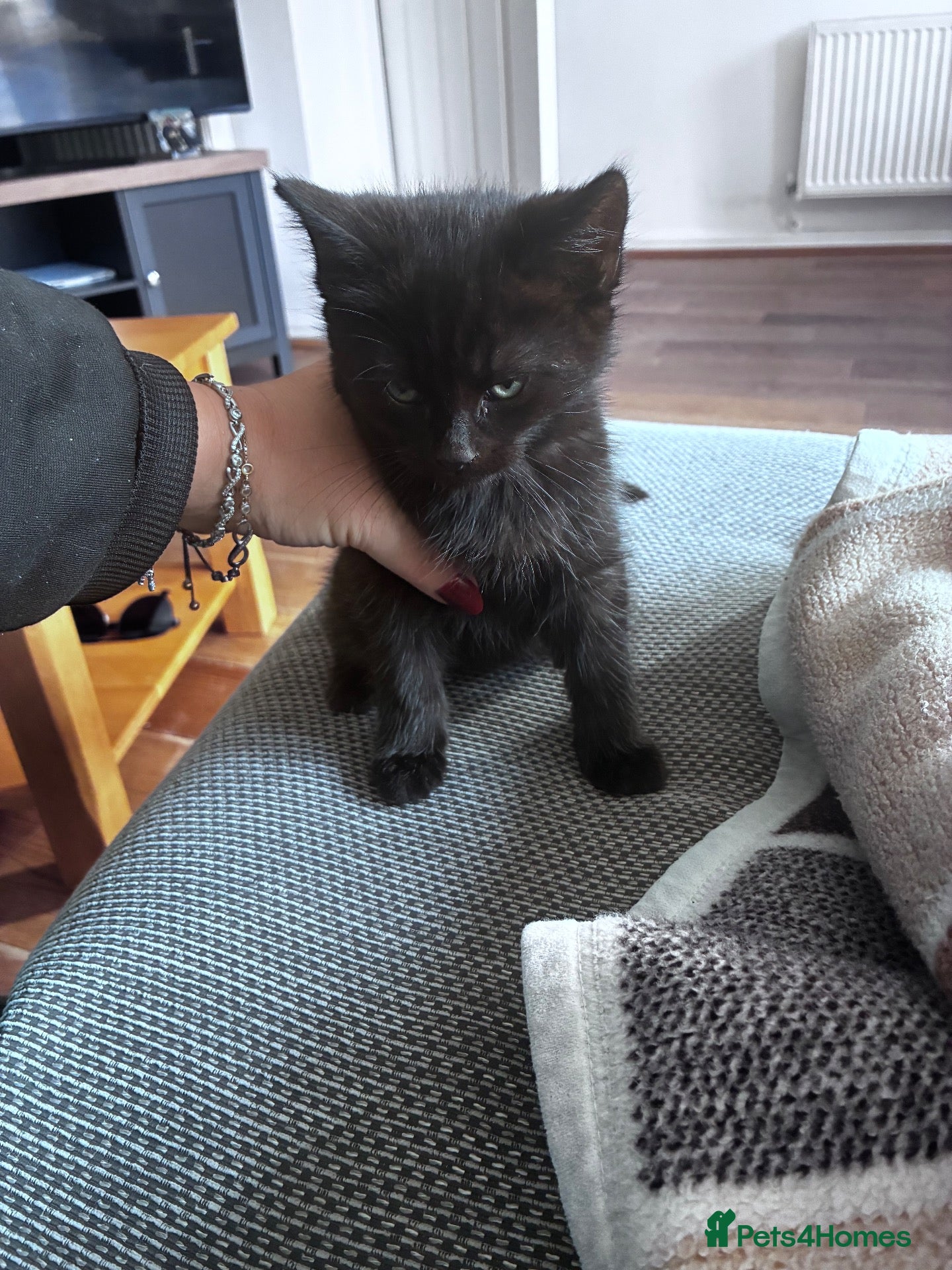 Mixed Breed cats for sale: 1 beautiful kitten - Advert 1