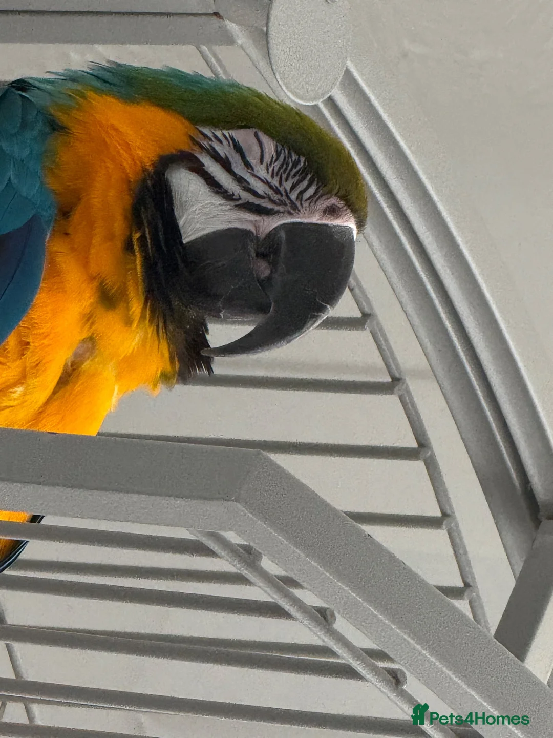 Macaws birds for sale: Blue & gold macaw  in Liverpool - Advert 2