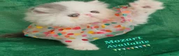 Persian cats for sale: 🎀🎀 GCCF Persian Kitten 🎀🎀 - Advert 9