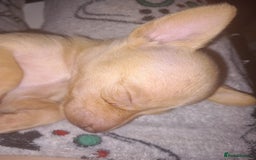 Mixed Breed dogs for sale: Female puppy - Image 3