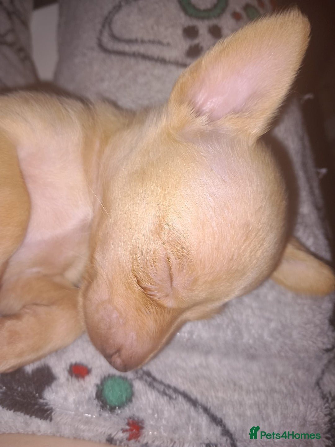 Mixed Breed dogs for sale: Female puppy - Image 3