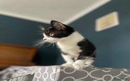 Domestic Shorthair cats for adoption: 12-14 week old mixed kitten pair  - Image 1