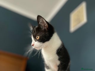 Domestic Shorthair cats - Advert 2