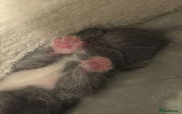 British Shorthair cats for sale: Beautiful British Blue Kitten - Image 10