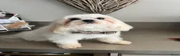 Maltese dogs for sale: Maltese puppies  in Doncaster - Advert 4