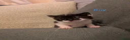 Mixed Breed cats for sale: 6 beautiful kittens looking for forever homes - Advert 3