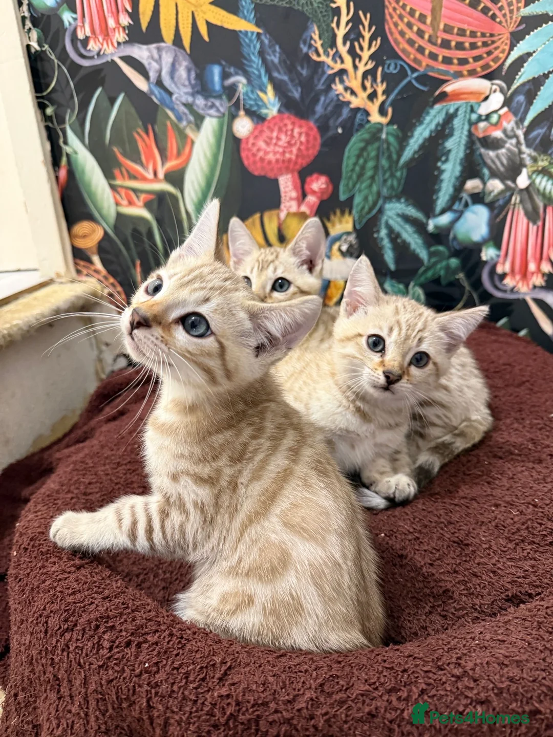 Bengal cats for sale: TICA Registered Bengals - Advert 8