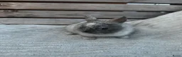 Netherland Dwarf rabbits for sale: 3 gorgeous netherland dwarf babies in Welwyn Garden City - Advert 17