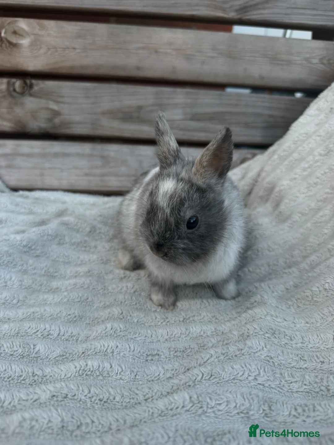 Netherland Dwarf rabbits for sale: 3 gorgeous netherland dwarf babies in Welwyn Garden City - Advert 17